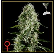 Semillas Super Silver Haze